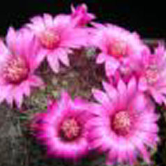 Cactus mammillaria zeilmannia